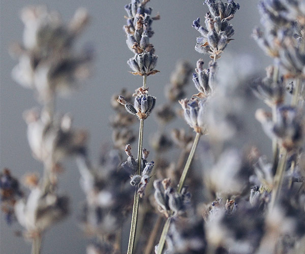 Basic-lavender-1